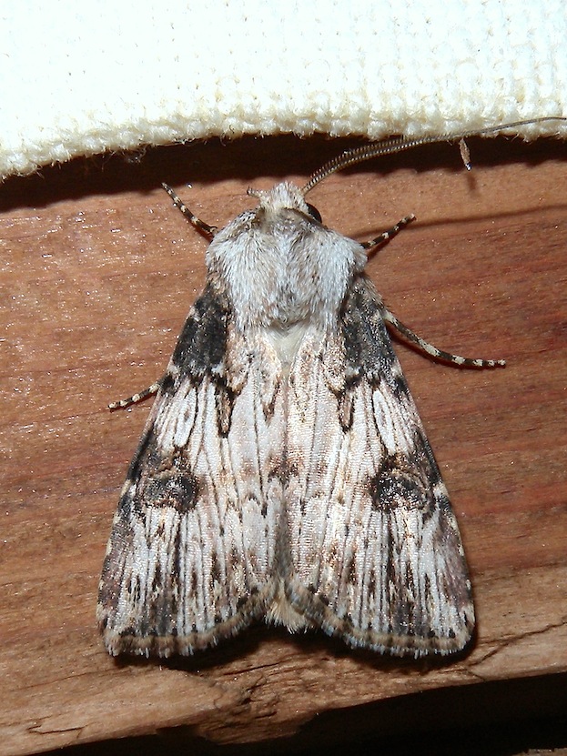 Agrotis puta, probabilmente.